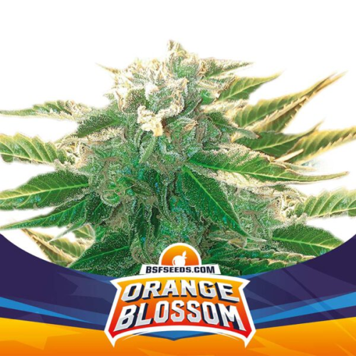 BSF Seeds - Orange Blossom XXL Auto