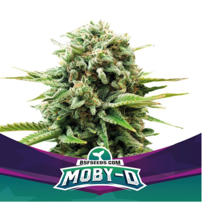BSF Seeds - Moby-D