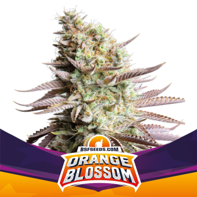 BSF Seeds - Orange Blossom