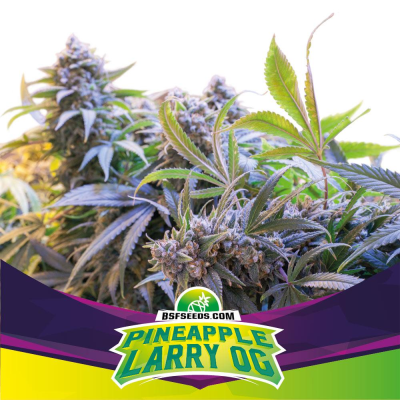 BSF Seeds - Pineapple Larry OG