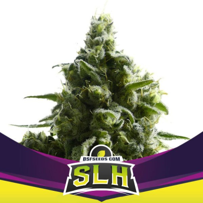 BSF Seeds - SLH (Super Lemon Haze)