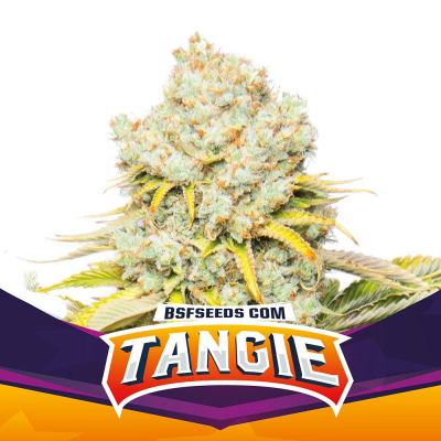 BSF Seeds - Tangie