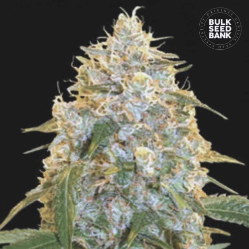 Bulk Seed Bank - Cocopopo