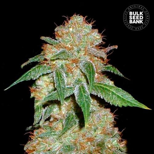 Bulk Seed Bank - Dark Domina