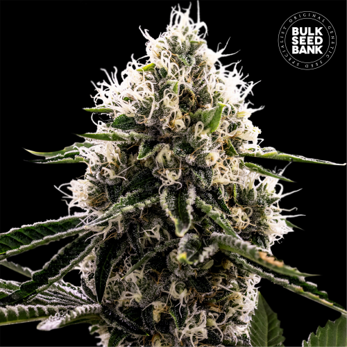 Bulk Seed Bank - Dosidos Rocketos