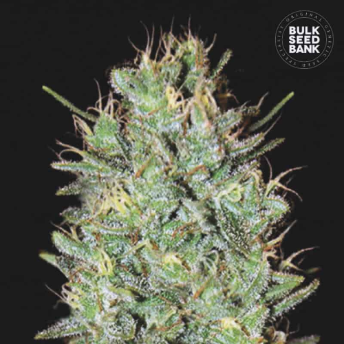 Bulk Seed Bank - Amnesia Haze