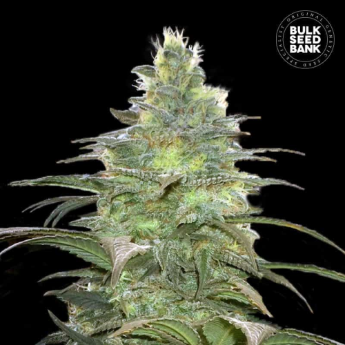 Bulk Seed Bank - Blueberry Berry