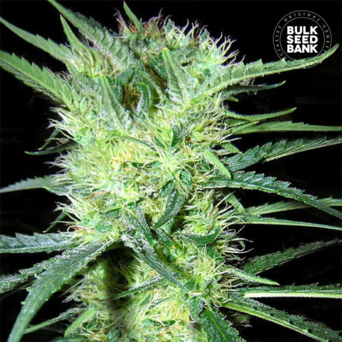 Bulk Seed Bank - K2