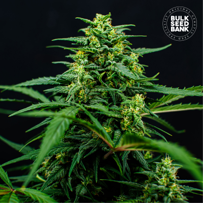 Bulk Seed Bank - Mimosa Famosa