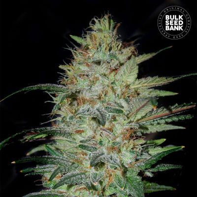 Bulk Seed Bank - Sensible Star