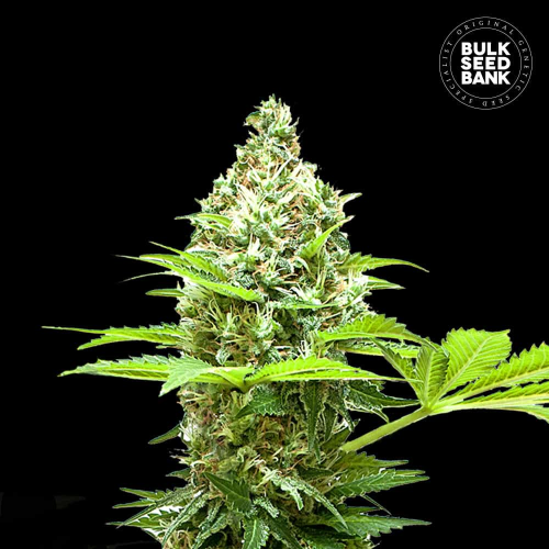 Bulk Seed Bank - Sherbet Power