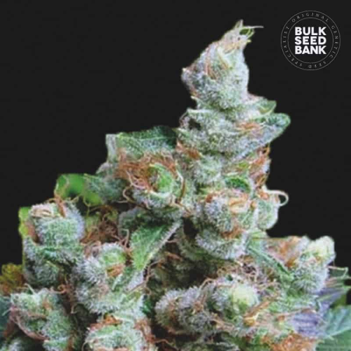Bulk Seed Bank - NBA Diesel