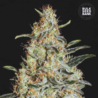 Bulk Seed Bank - News Haze