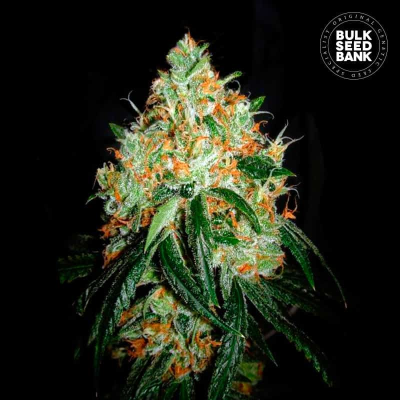 Bulk Seed Bank - Original Orange Bud