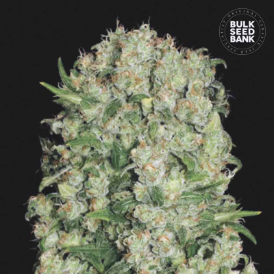 Bulk Seed Bank - White Prussian