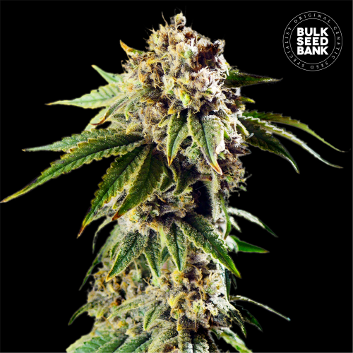 Bulk Seed Bank - Auto Dosidos Rocketos