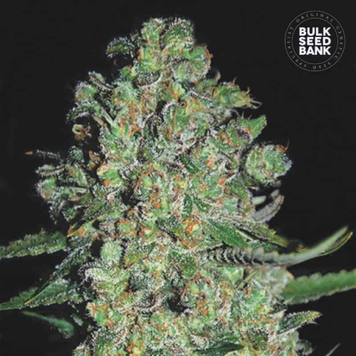 Bulk Seed Bank - Auto Chronical