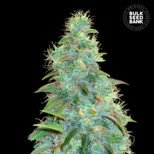 Bulk Seed Bank - Auto Sweet Tooth