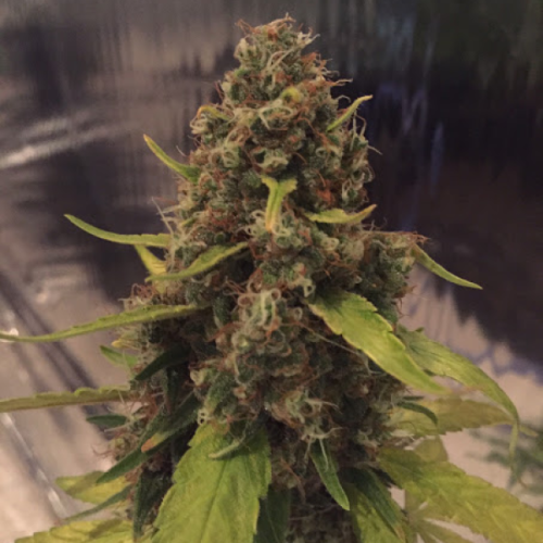 CBD Crew - CBD 3D regular