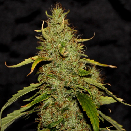 CBD Crew - CBD PH regular