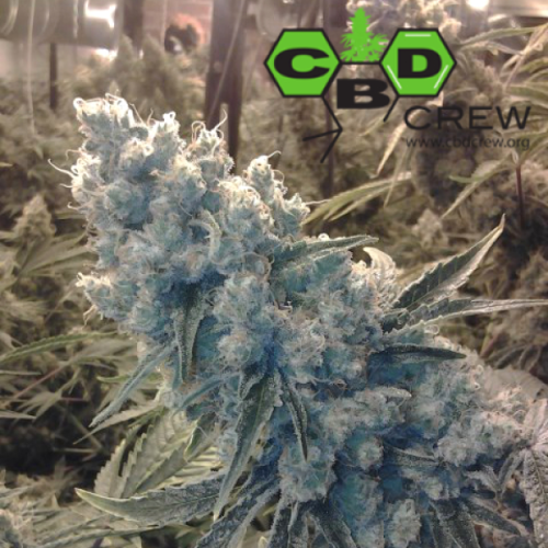 CBD Crew - CBD Shark Shock