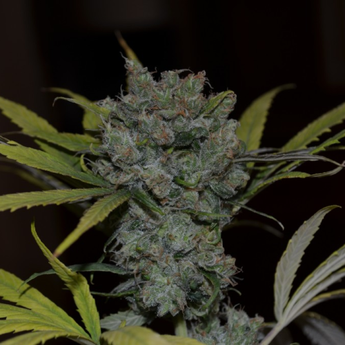 CBD Crew - CBD Sweet & Sour Widow regular