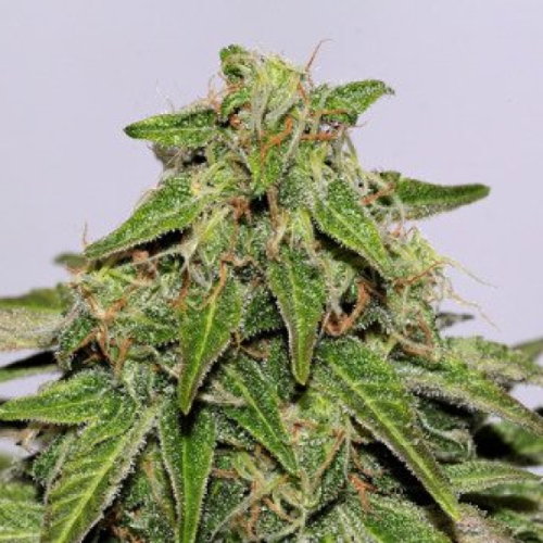 CBD Crew - CBD Yummy