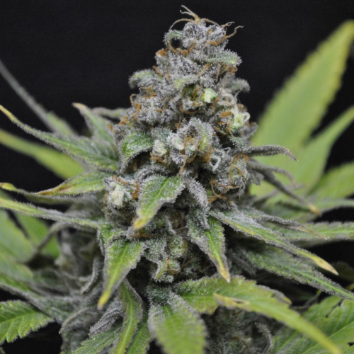 CBD Crew - CBD Critical Mass