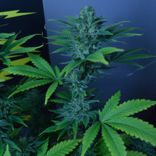 CBD Crew - CBD Divine regular