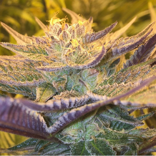 CBD Crew - CBD Girl Scout Cookies