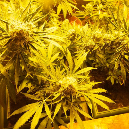 CBD Crew - CBD Indica Mix