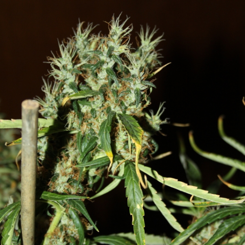 CBD Crew - CBD Mango Haze