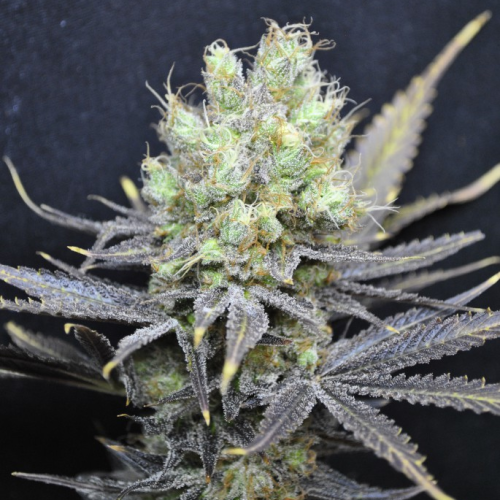 CBD Crew - CBD Nordle