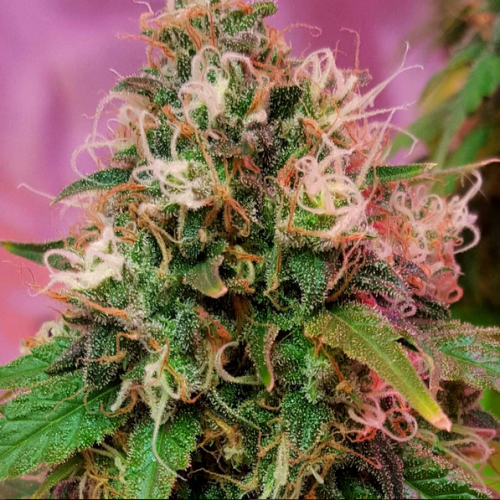 CBD Crew - CBD OG Kush