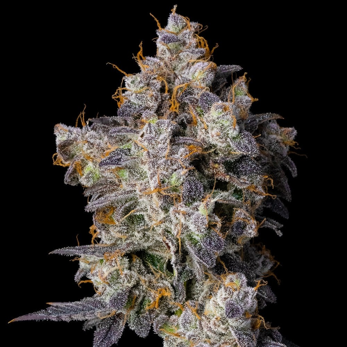 Cookies Seed Bank - Cherry Zelato