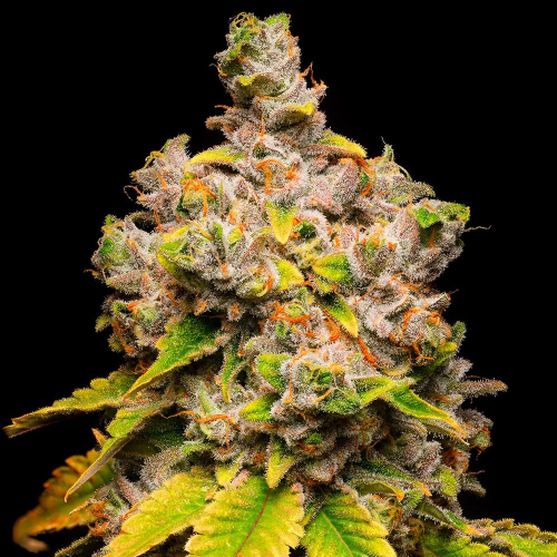 Cookies Seed Bank - Lemon Cherry Sherb
