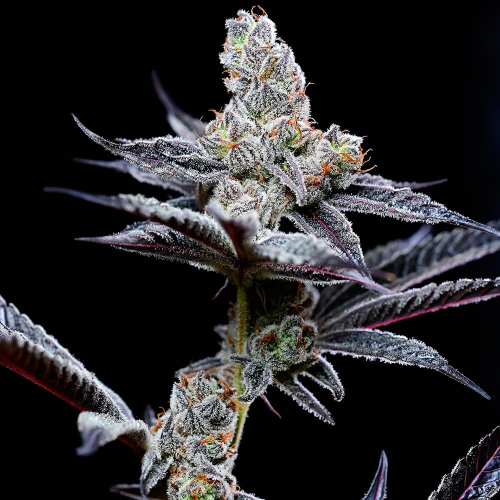 Cookies Seed Bank - Mind Fuck