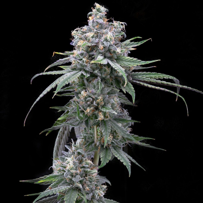 Cookies Seed Bank - Pie Piss