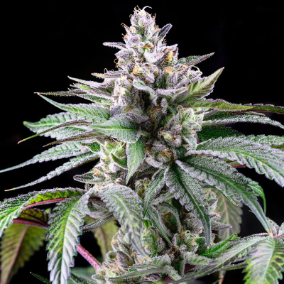 Cookies Seed Bank - Sunsetz