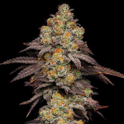 Cookies Seed Bank - Big Z
