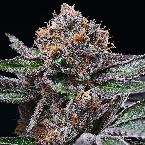 Cookies Seed Bank - Candy Candy