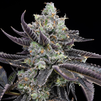 Cookies Seed Bank - Tie Die