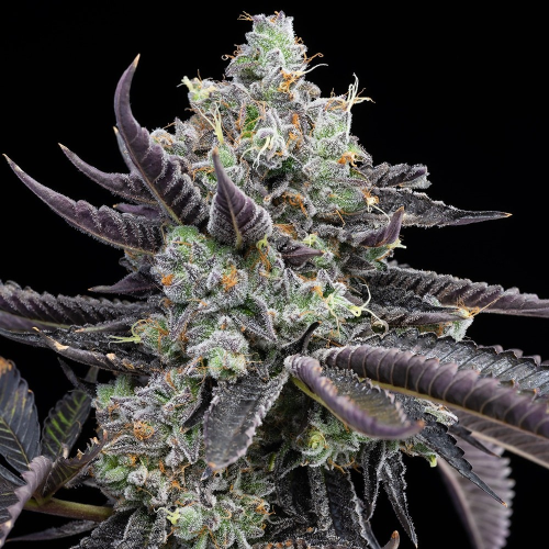 Cookies Seed Bank - Tie Die