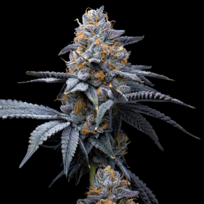 Cookies Seed Bank - Trop Cookies x Hollywood