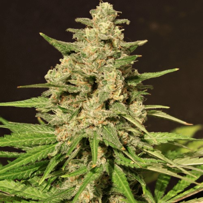 Cream Of The Crop - Hybrid X