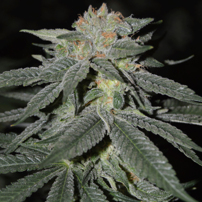 Cream Of The Crop - Lemon Venom