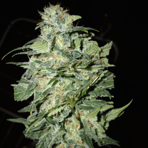 Cream Of The Crop - Crop Circle Auto