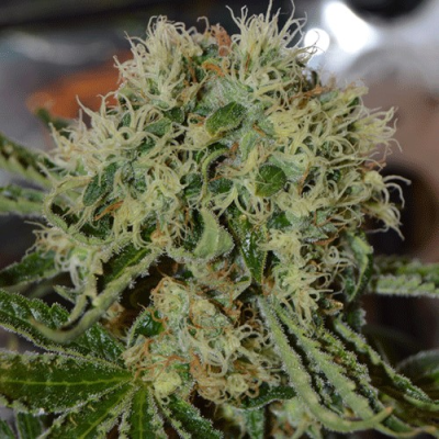 Cream Of The Crop - Custard Cream