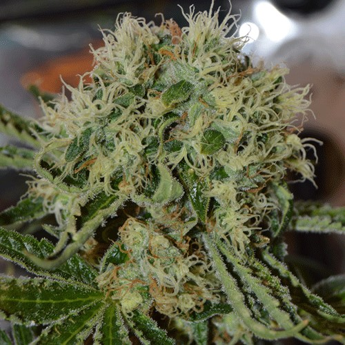 Cream Of The Crop - Custard Cream