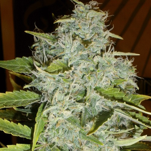 Cream Of The Crop - Psychofruit Auto